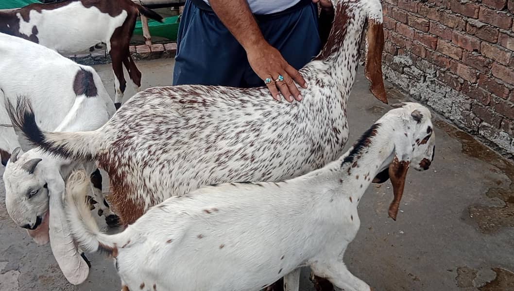 GOATS 4