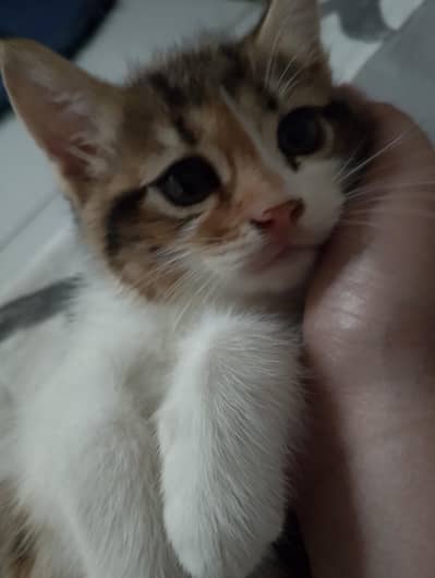 kitten for sale
