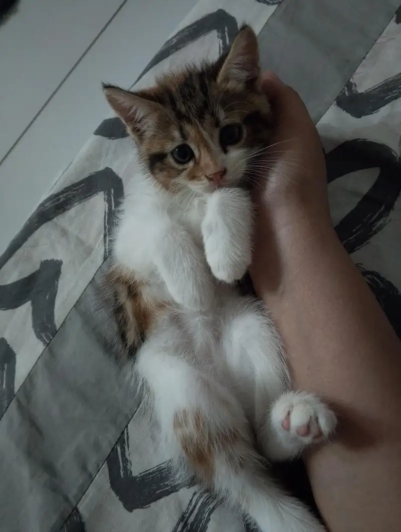 kitten for sale — photo 2