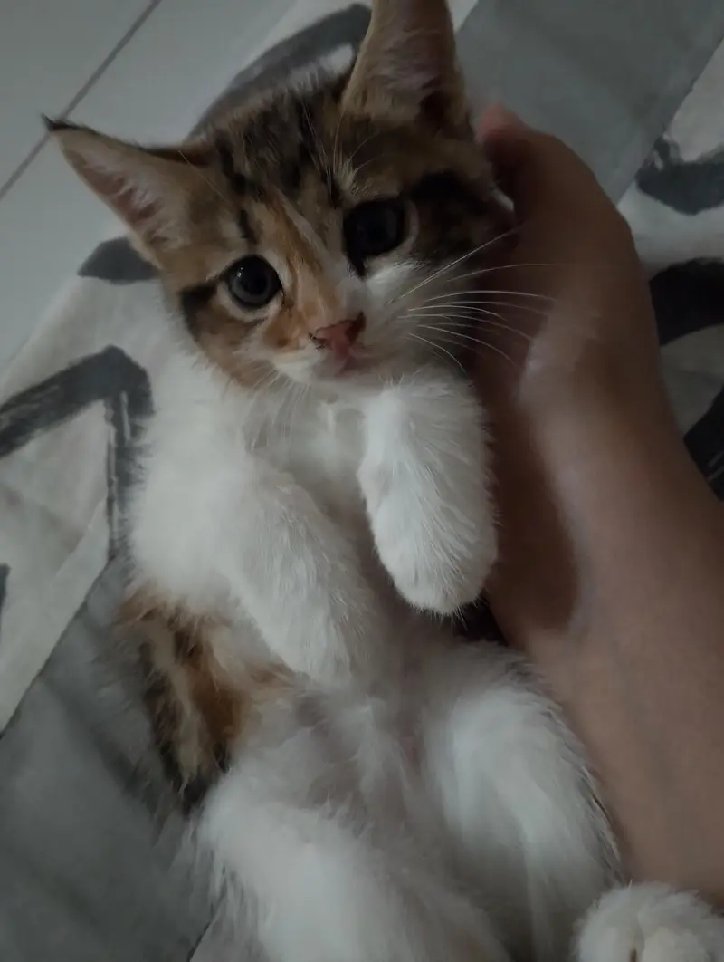 kitten for sale — photo 3