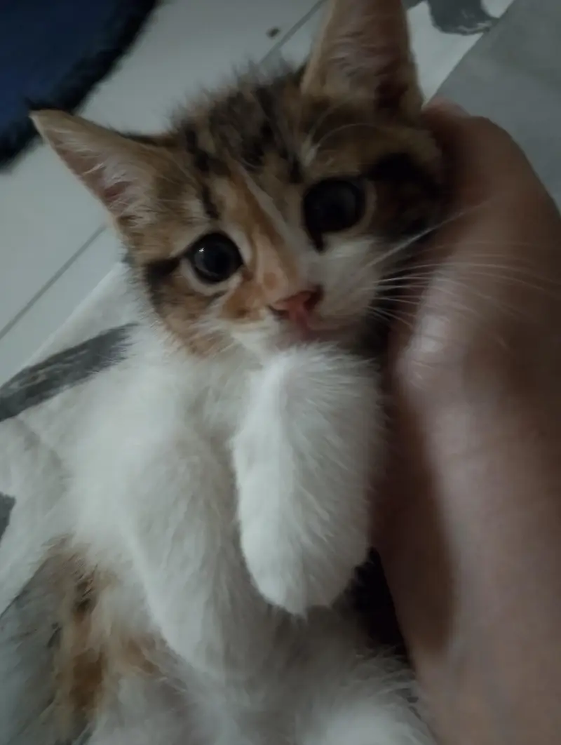 kitten for sale — photo 4
