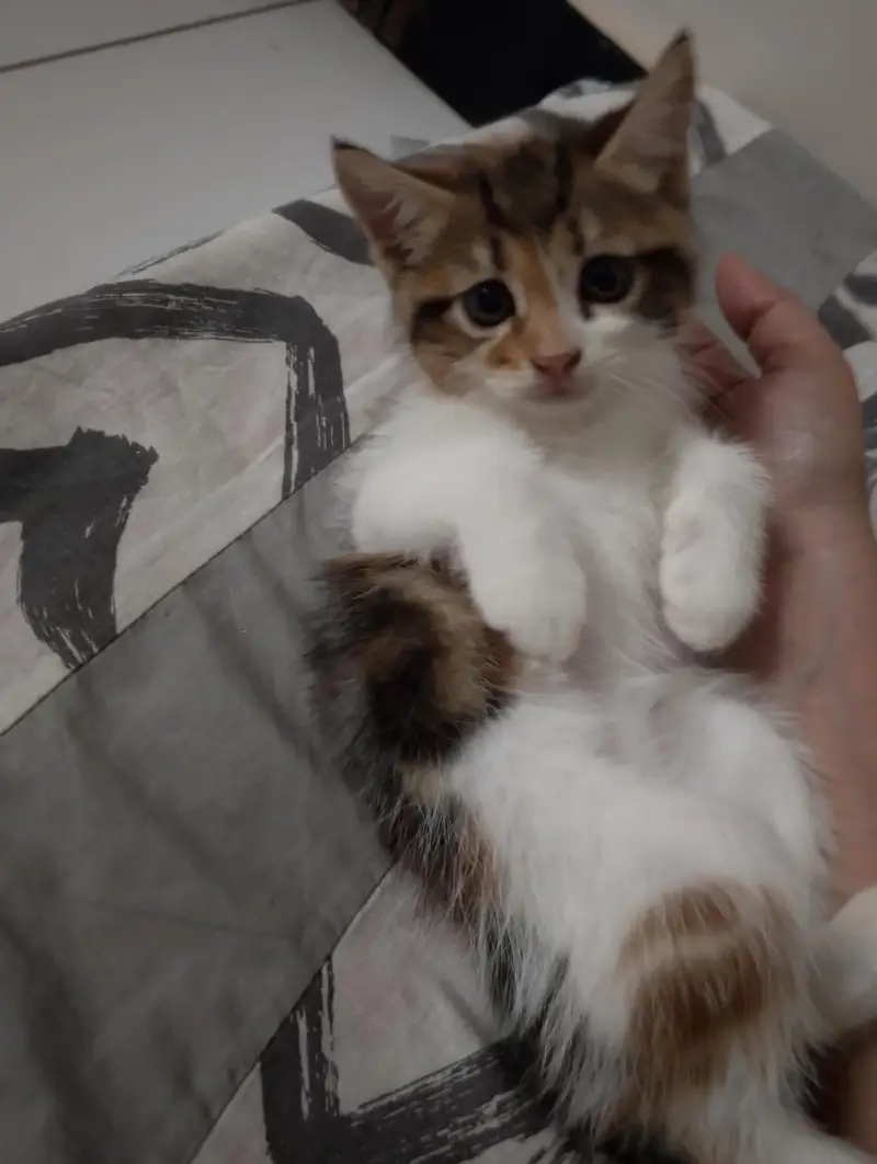kitten for sale — photo 5