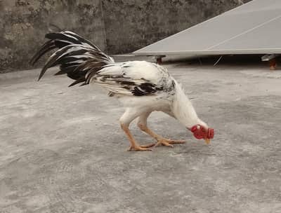 Aseel  Breeder murga
