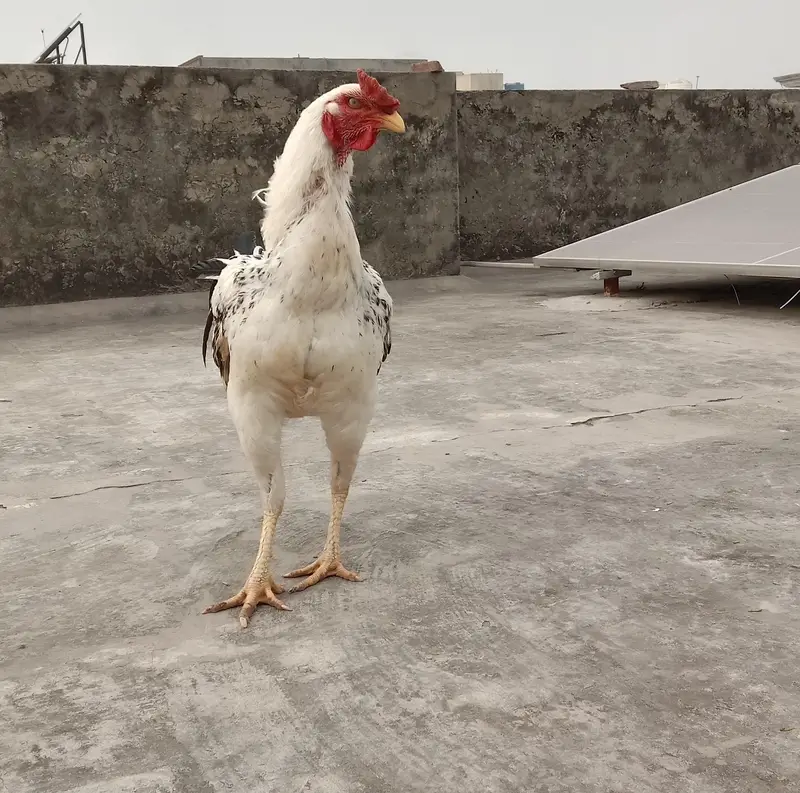 Aseel  Breeder murga — photo 2