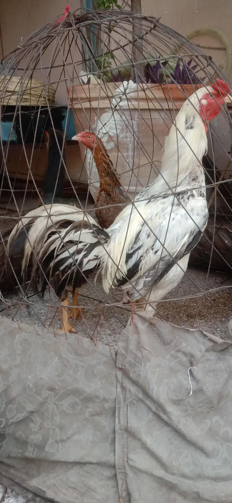 Aseel  Breeder murga — photo 3