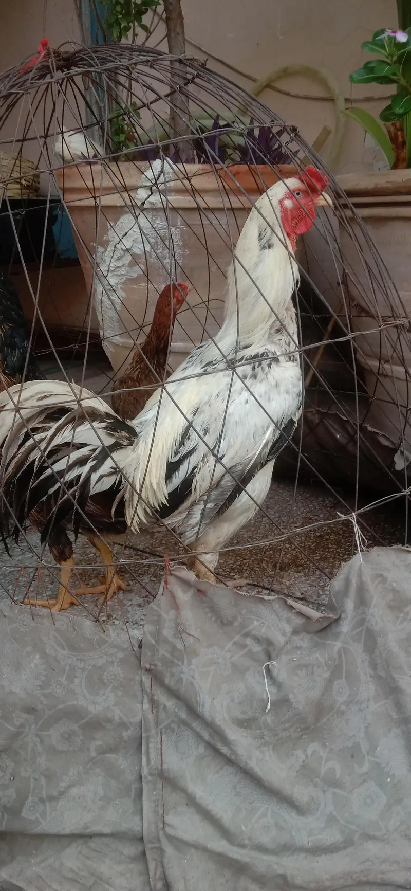 Aseel  Breeder murga — photo 4