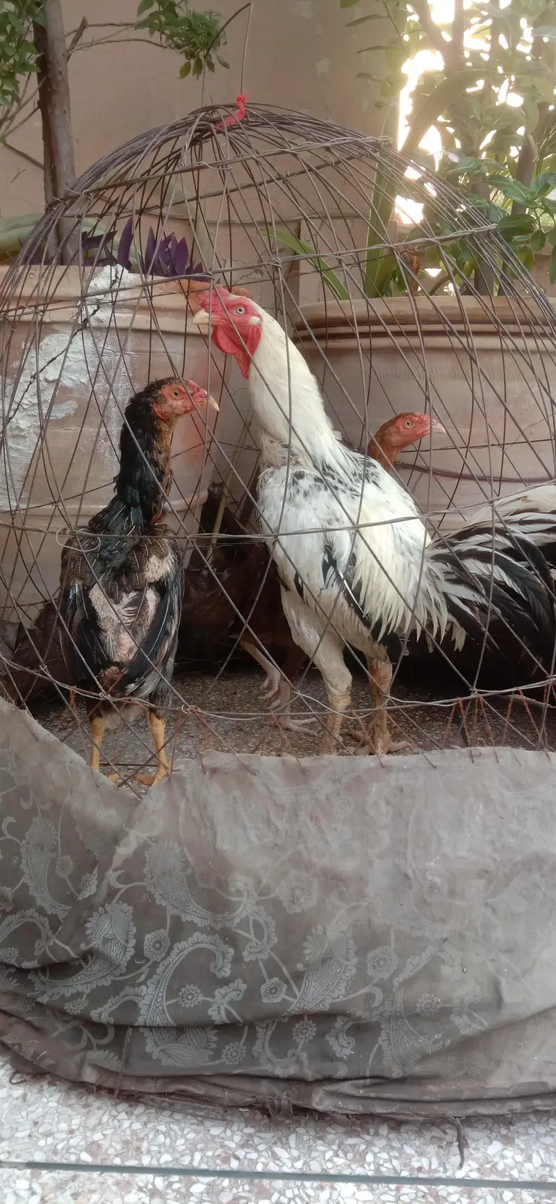 Aseel  Breeder murga — photo 5