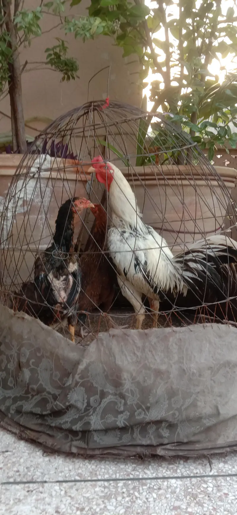 Aseel  Breeder murga — photo 6