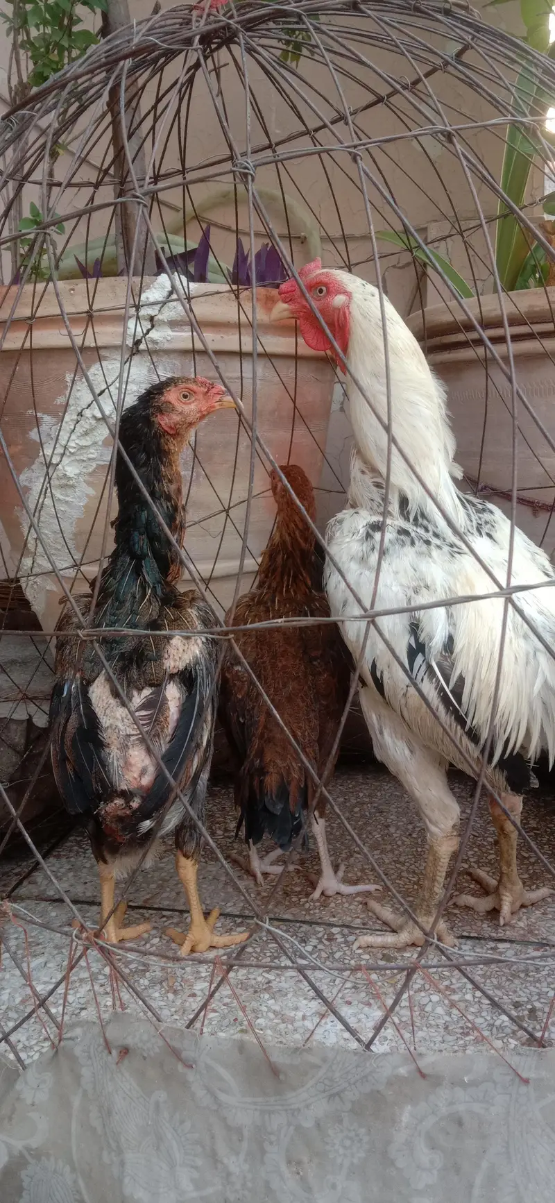 Aseel  Breeder murga — photo 7