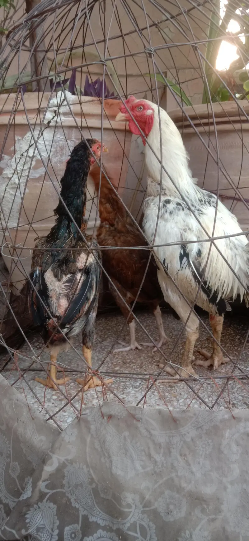 Aseel  Breeder murga — photo 8