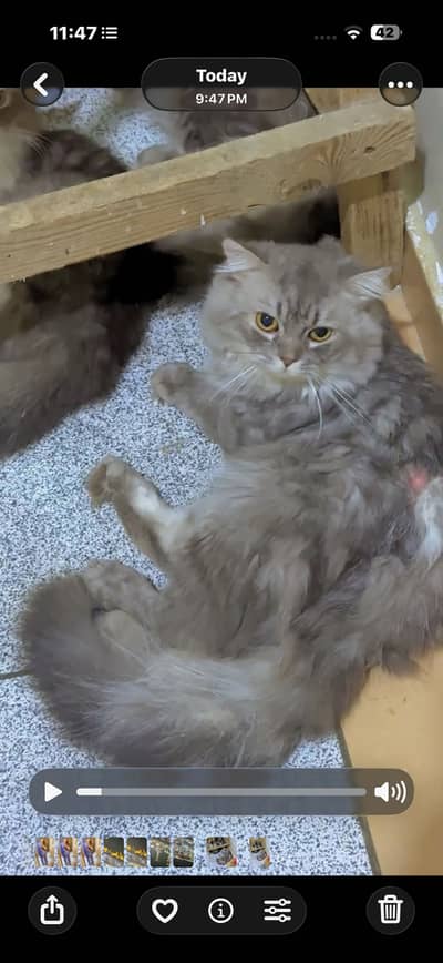 Cat for sale
