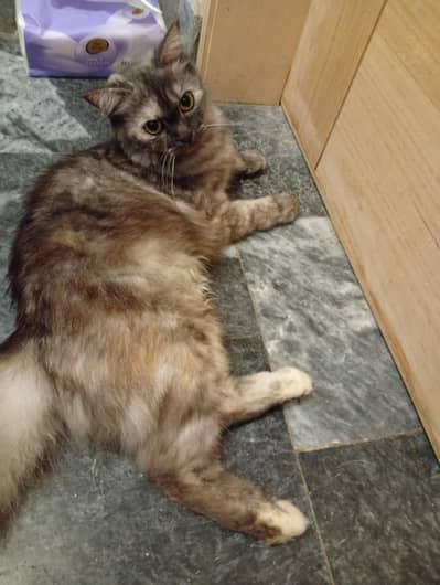female Persian cat