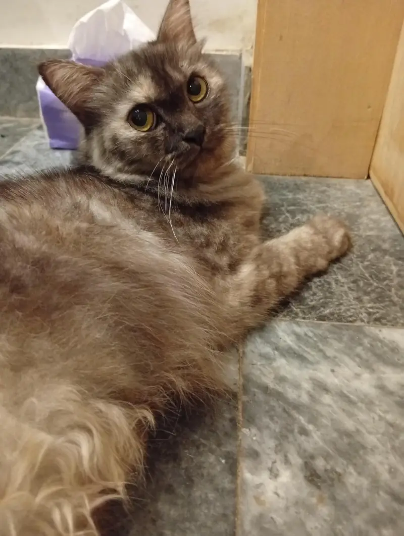 female Persian cat — photo 2