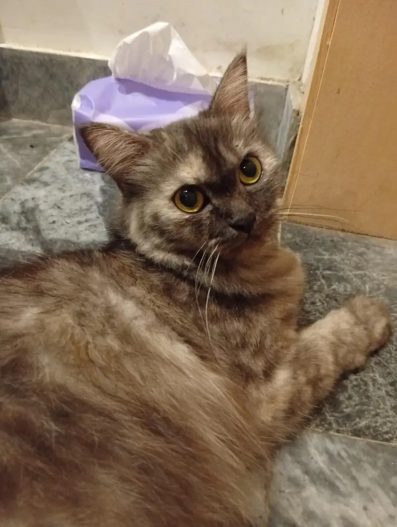 female Persian cat — photo 3