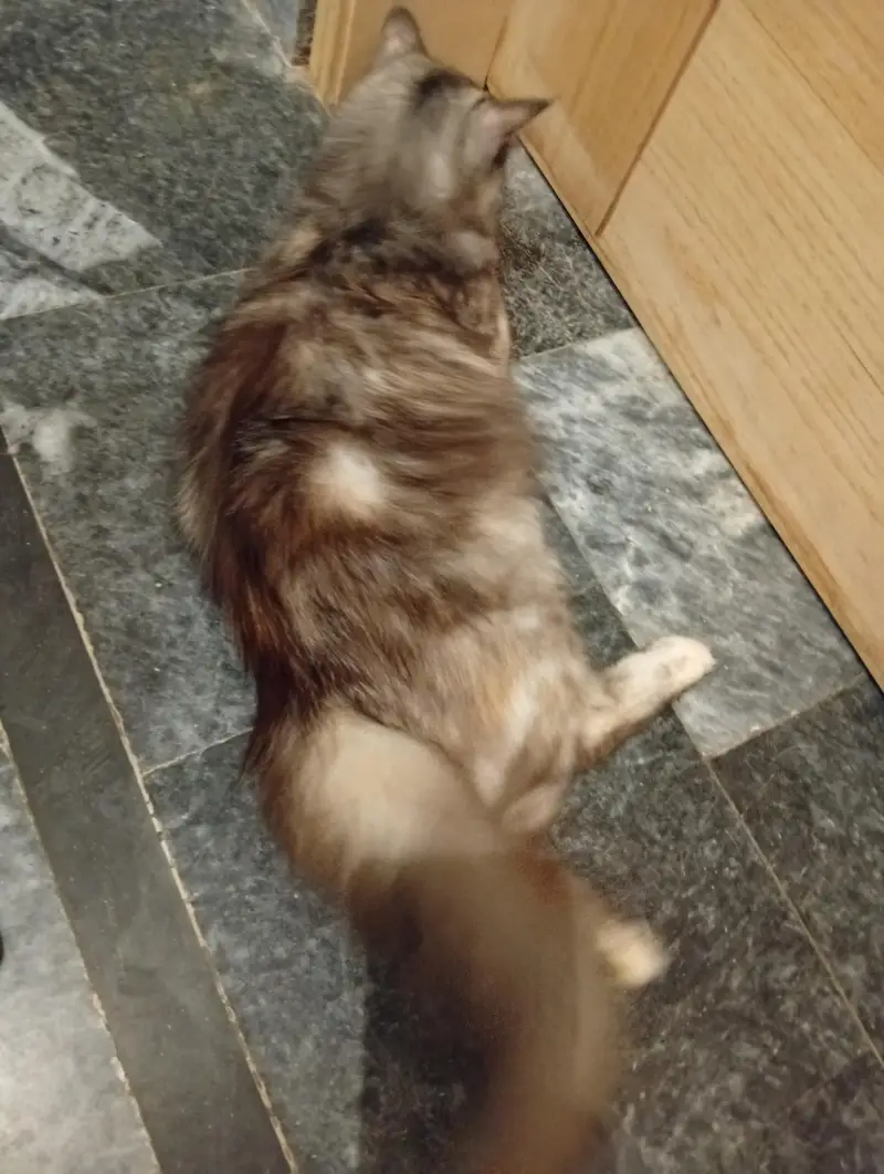 female Persian cat — photo 4
