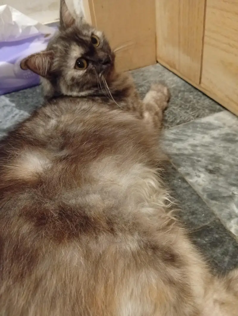 female Persian cat — photo 5