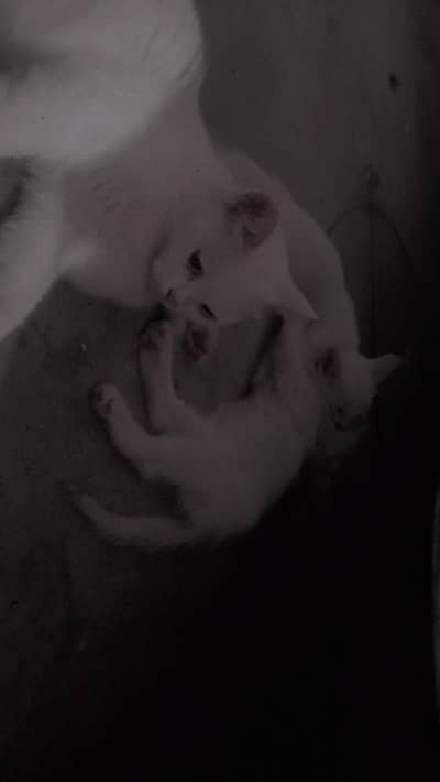 Beautiful Healthy Cat for Sale