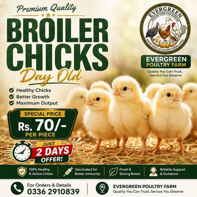 Golden Misri Chicks | Day Old Chicks | Golden chuzy  | misri chicks