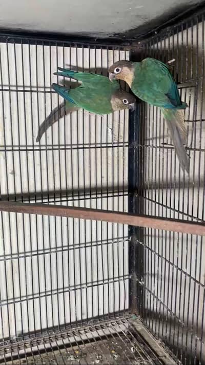 Blue turquoise breeder pair
