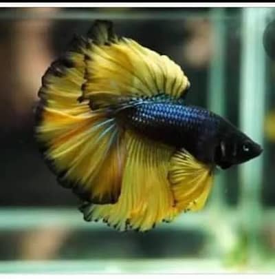 Beta fish