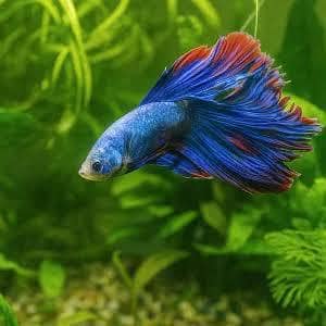 Beta fish 1