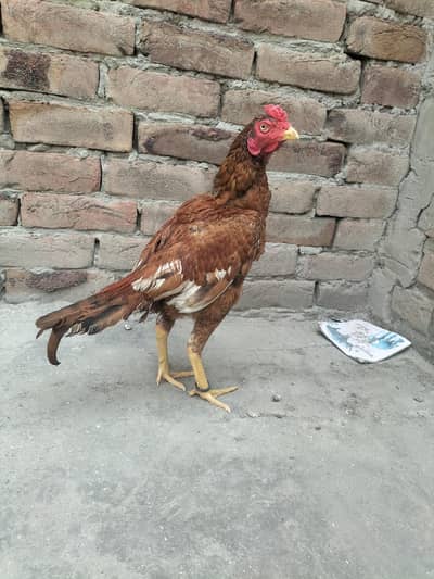 Mazboot patha peela for sale