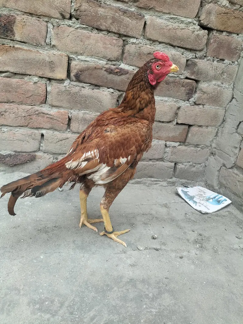 Mazboot patha peela for sale — photo 2