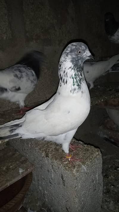 FAQEERGULL END Other Breader Male Female