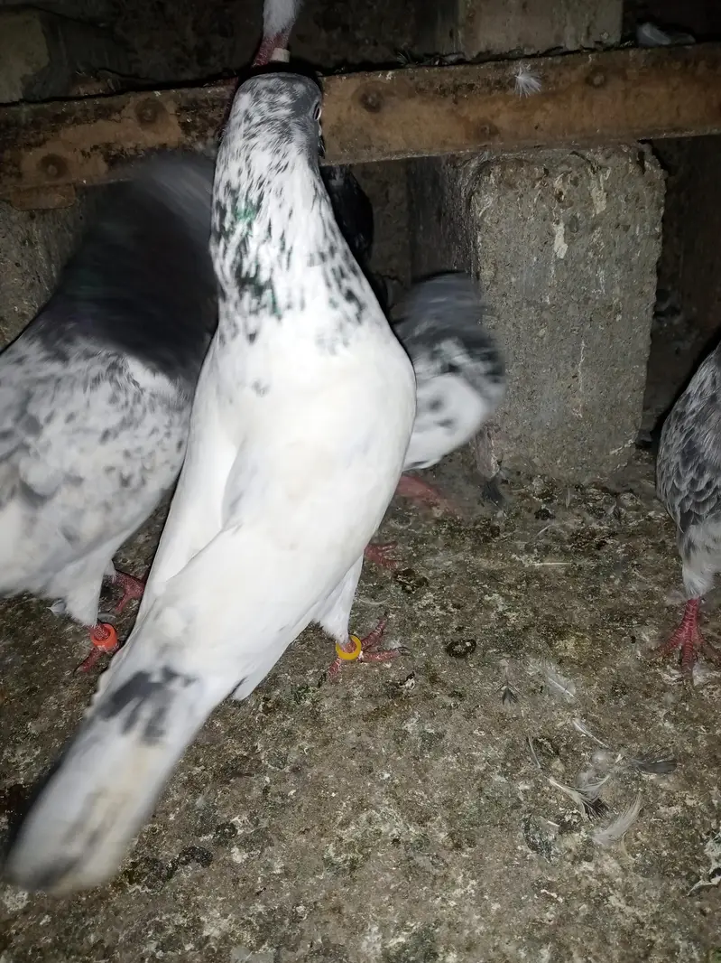 FAQEERGULL END Other Breader Male Female — photo 2