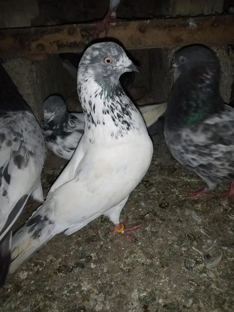 FAQEERGULL END Other Breader Male Female — photo 3