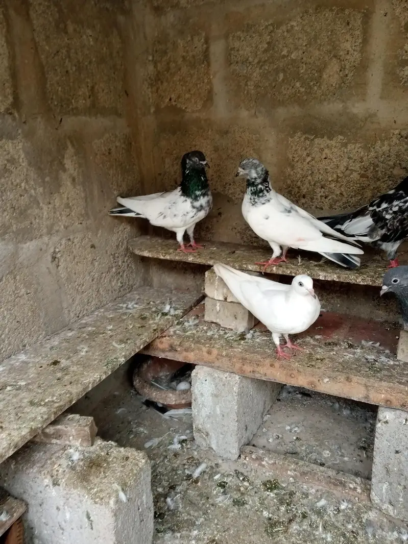 FAQEERGULL END Other Breader Male Female — photo 4