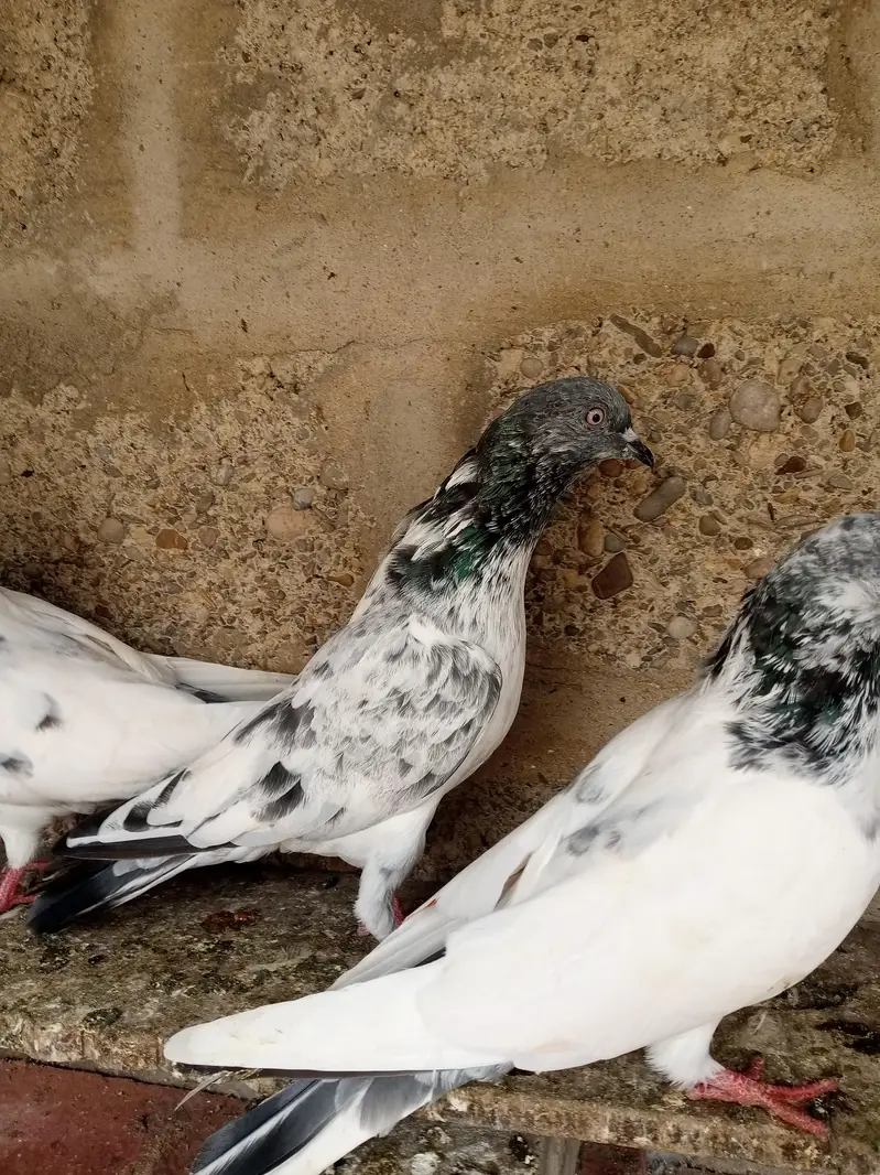 FAQEERGULL END Other Breader Male Female — photo 5