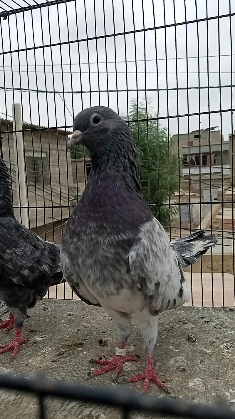 FAQEERGULL END Other Breader Male Female — photo 6