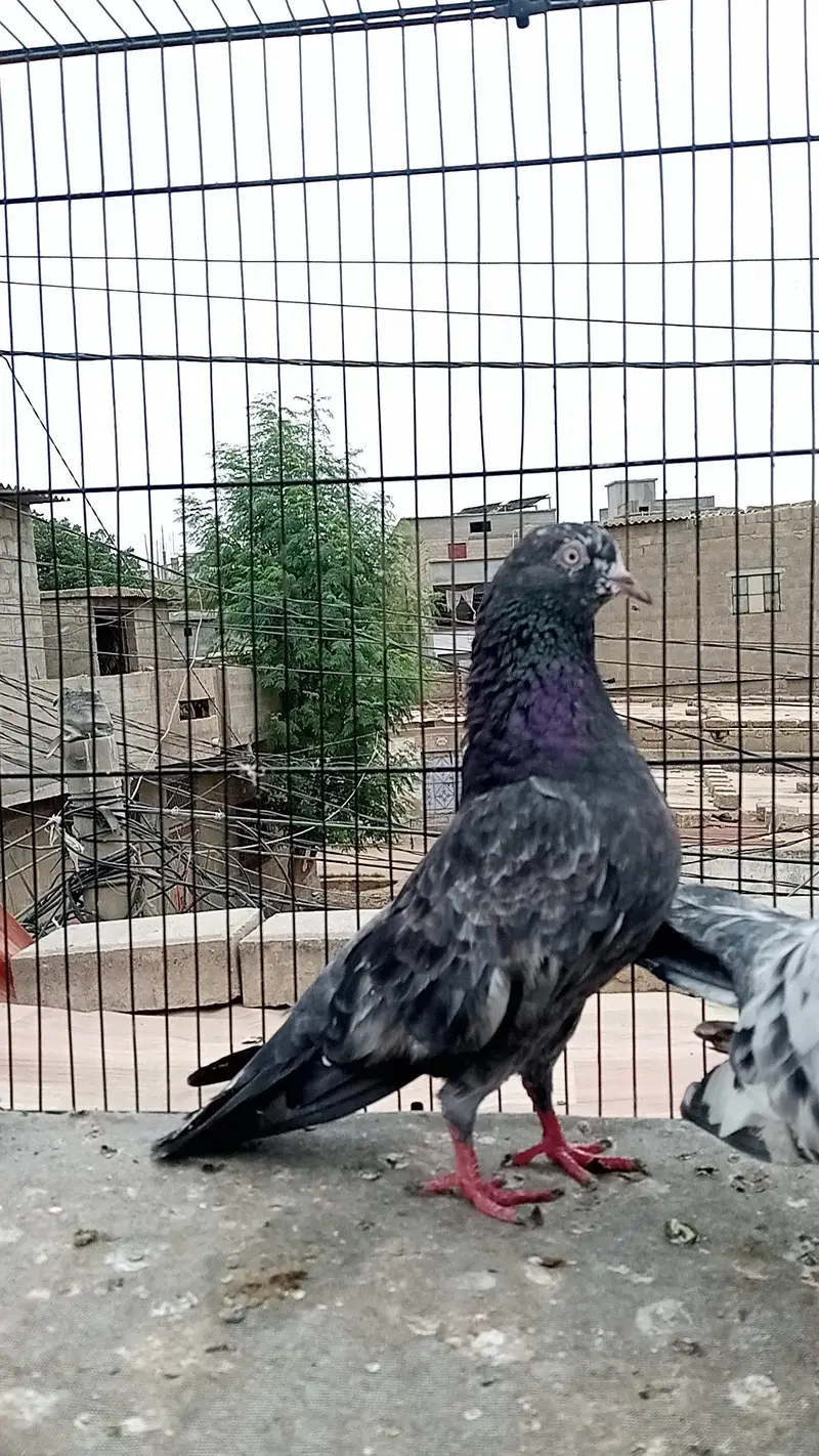 FAQEERGULL END Other Breader Male Female — photo 7