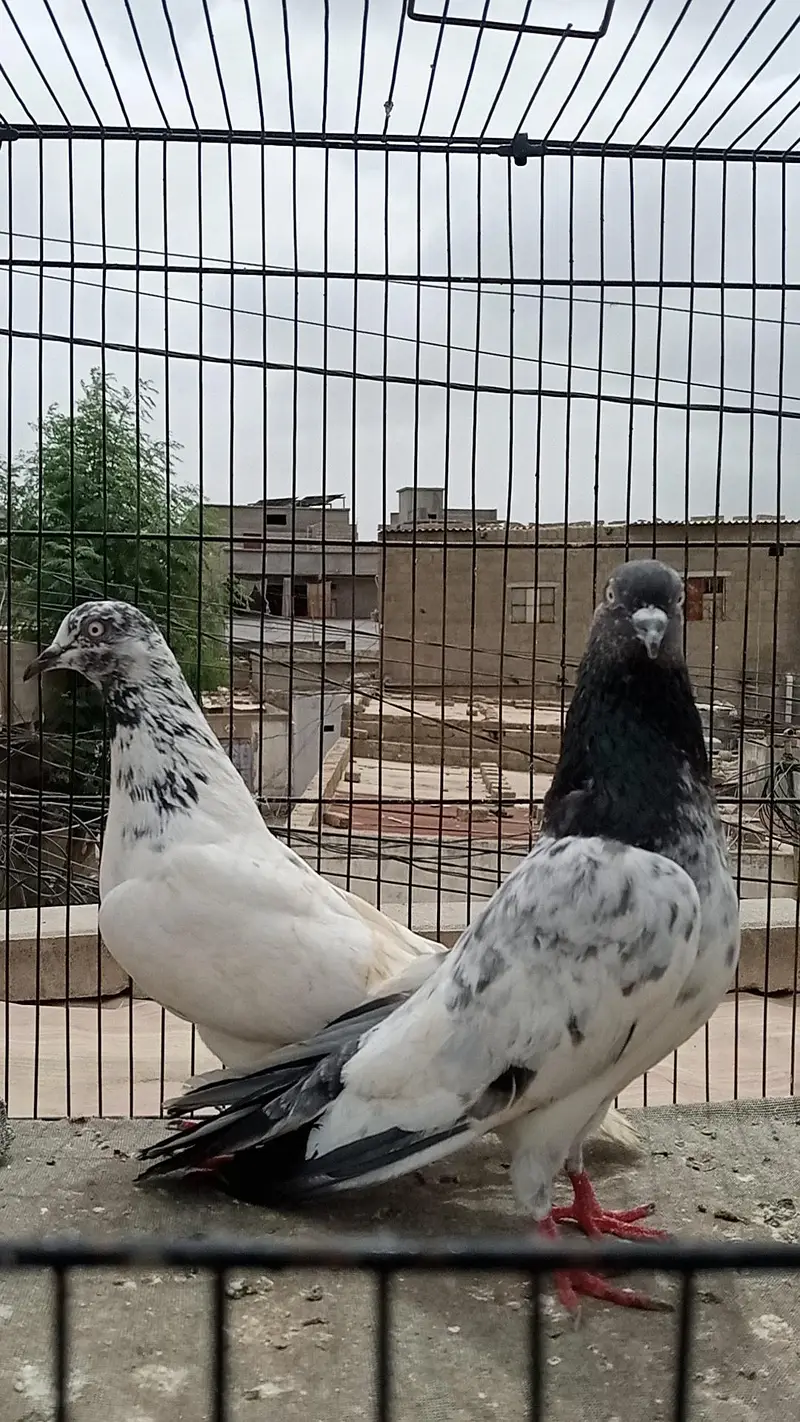 FAQEERGULL END Other Breader Male Female — photo 8