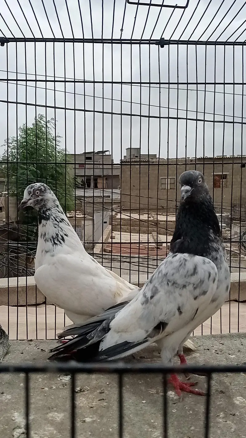 FAQEERGULL END Other Breader Male Female — photo 9