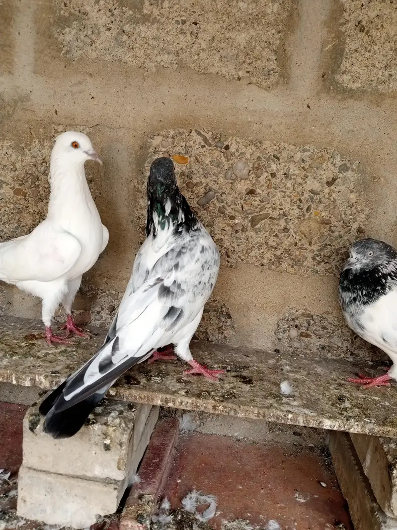 FAQEERGULL END Other Breader Male Female — photo 10