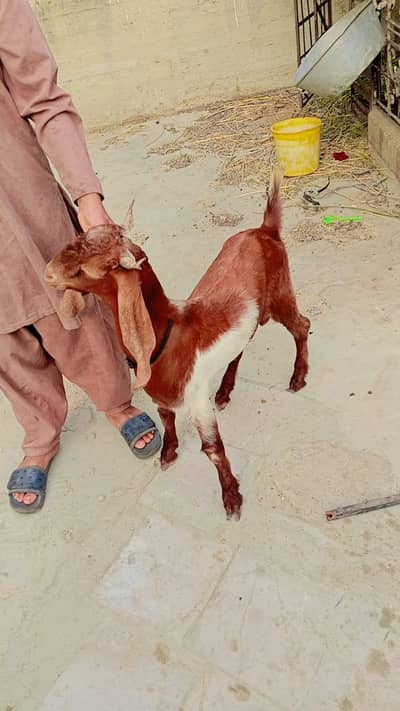 ek bakri ek bakra