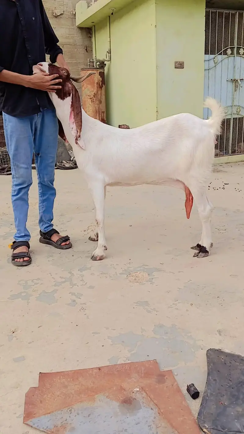 ek bakri ek bakra — photo 2
