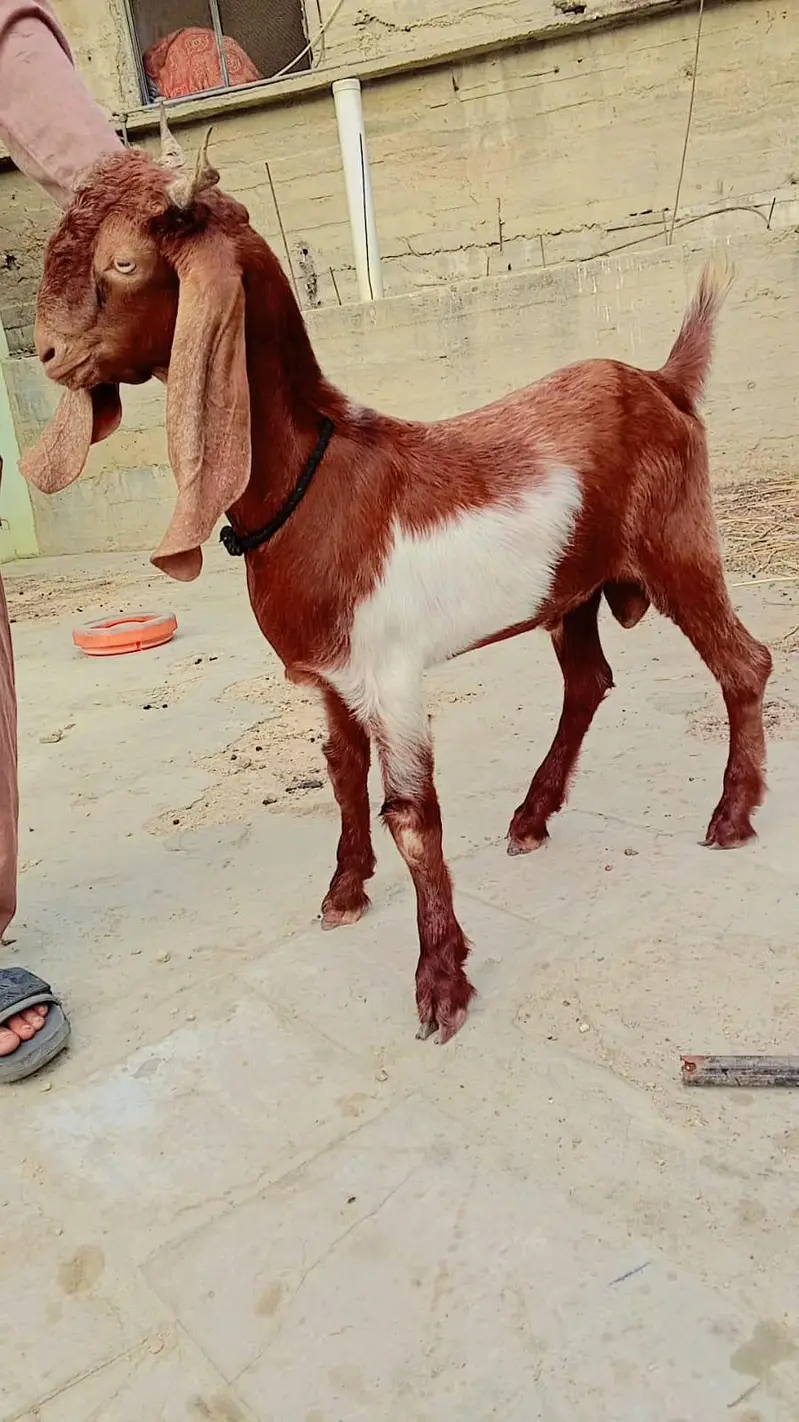 ek bakri ek bakra — photo 3