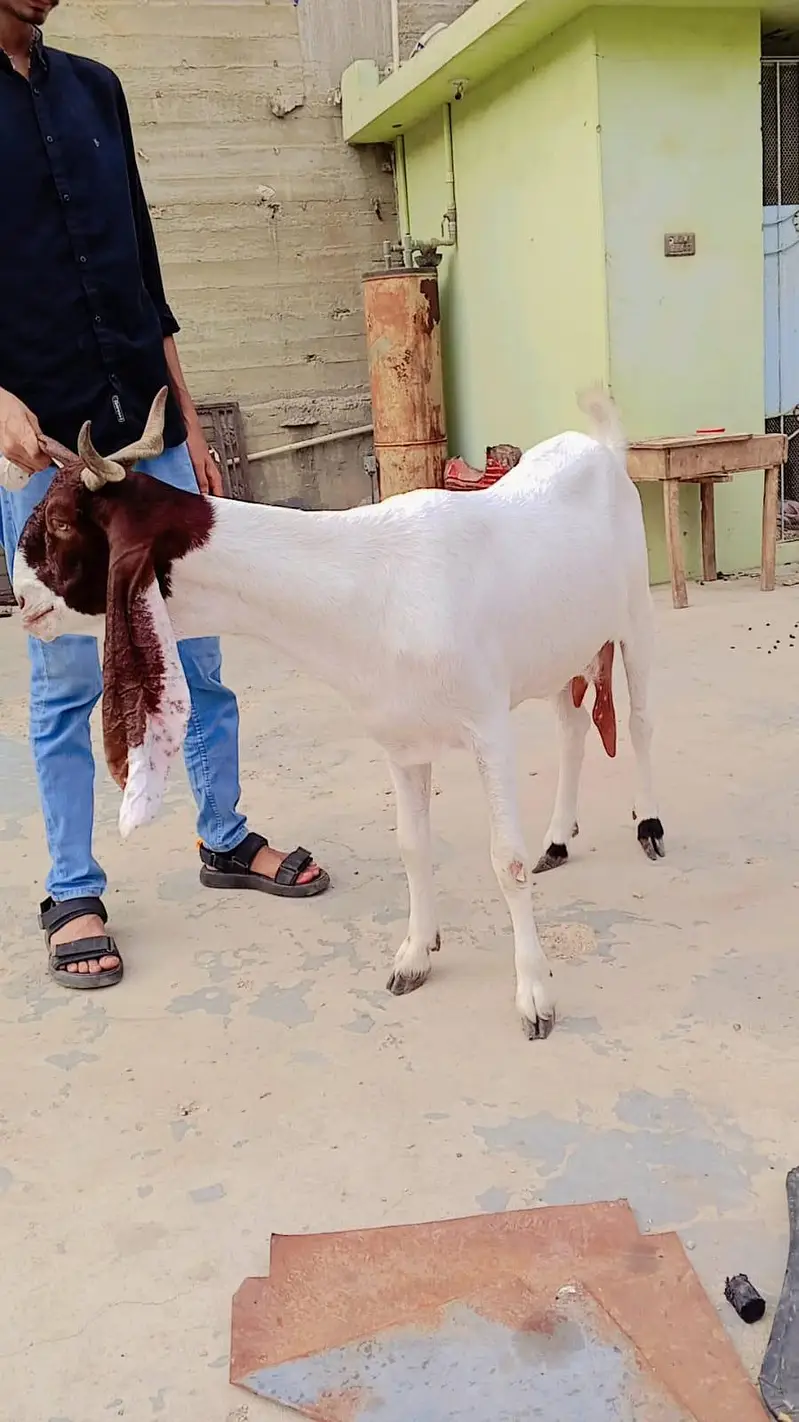 ek bakri ek bakra — photo 4