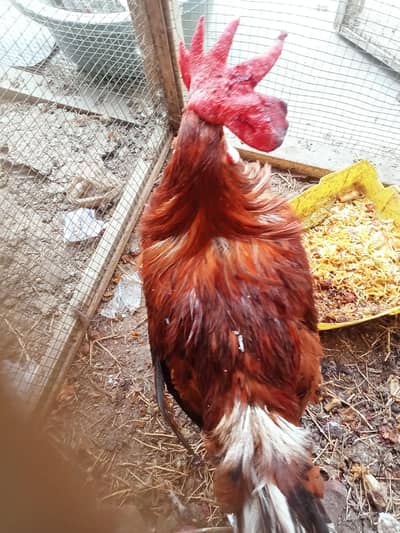 Healthy and Active cock