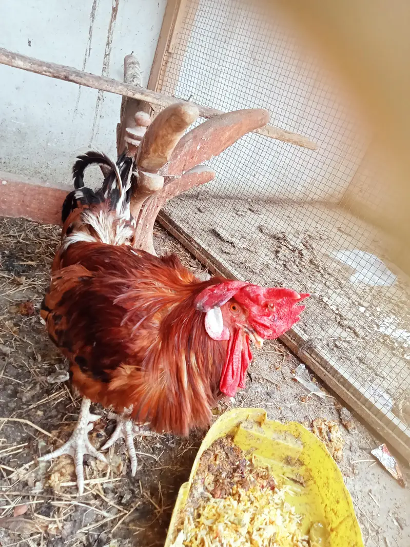 Healthy and Active cock — photo 2