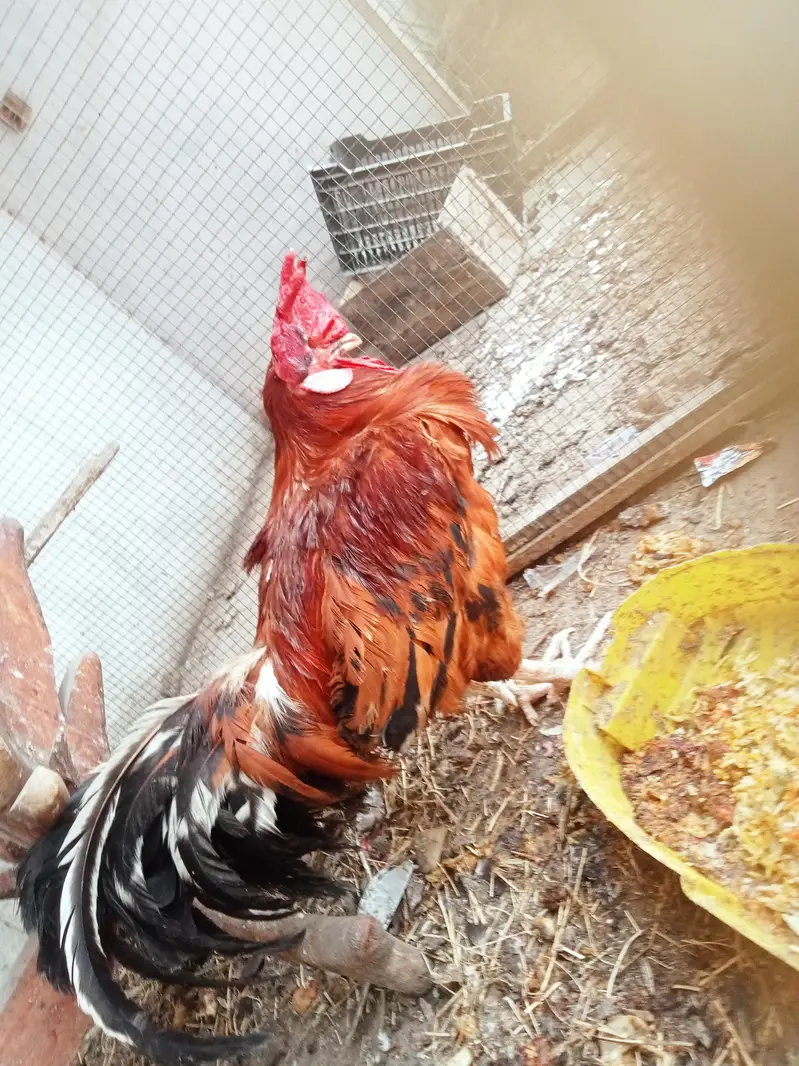 Healthy and Active cock — photo 3