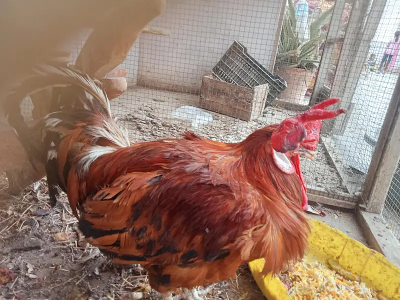 Healthy and Active cock — photo 4