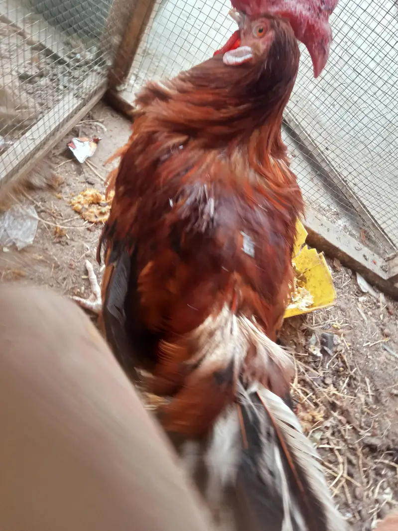Healthy and Active cock — photo 5