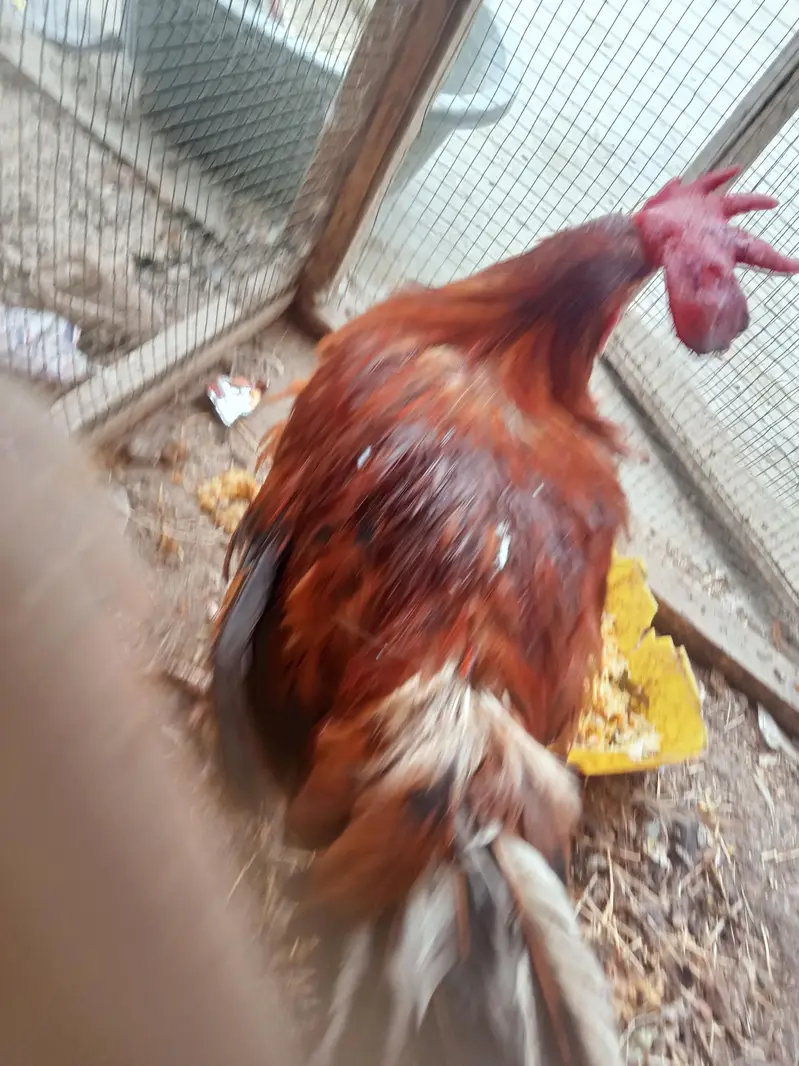 Healthy and Active cock — photo 6