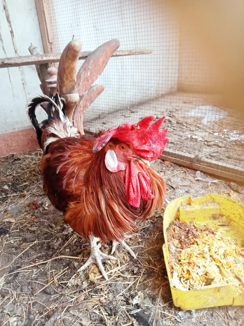 Healthy and Active cock — photo 7