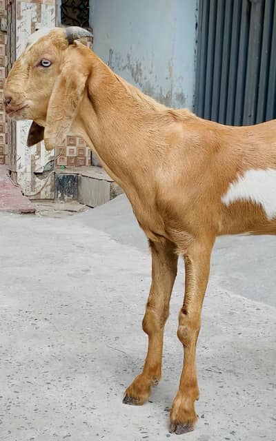 desi bkra age 4 month