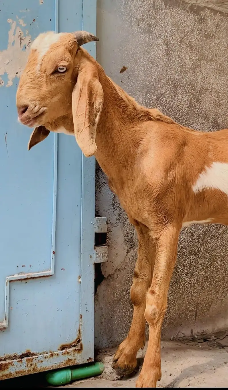 desi bkra age 4 month — photo 2